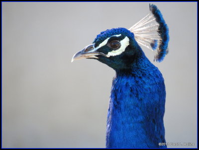 IMG_3544 Peacock