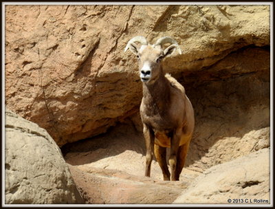 IMG_2183 Desert Bighorn Sheep