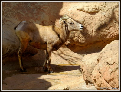IMG_2180 Desert Bighorn Sheep