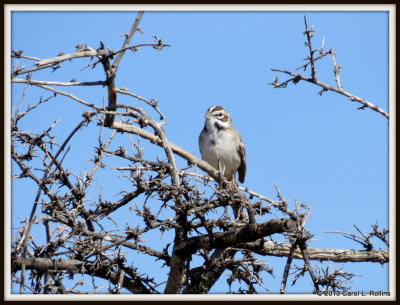 IMG_3124 Lark Sparrow