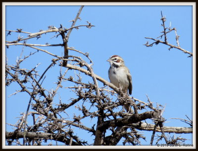 IMG_3125 Lark Sparrow