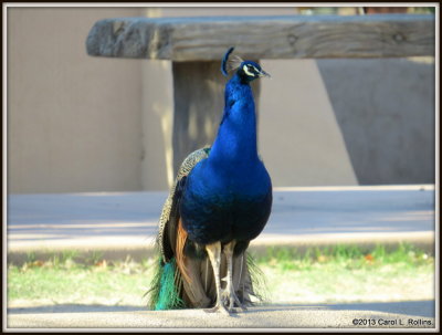IMG_3540 Peacock