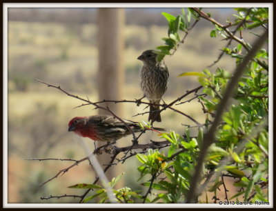 IMG_3130 House Finch Pair