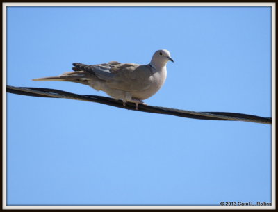 IMG_3164 Eurasian Collared Dove