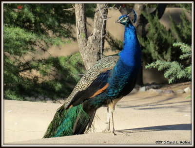 IMG_3551 Peacock