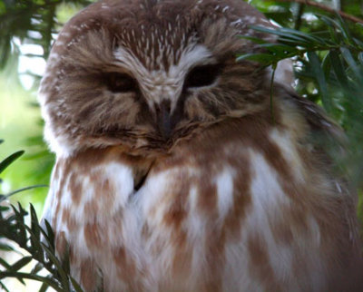 N Saw-whet Owl