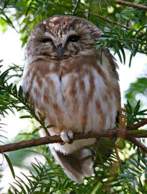 N Saw-whet Owl