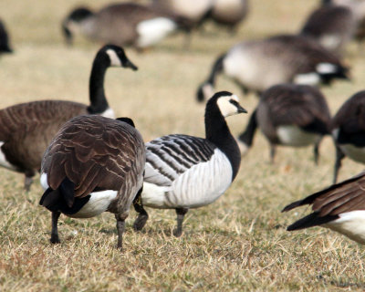 Barnacle Goose