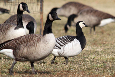 Barnacle Goose