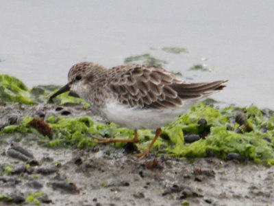 Pelagic trips- California