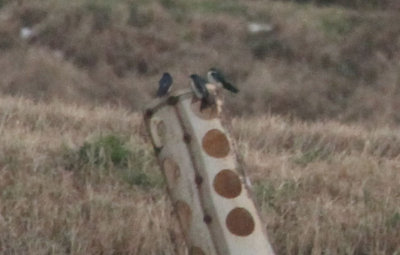 Tree Swallows