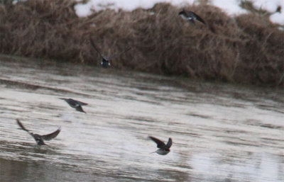 Tree Swallows