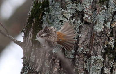 Brown Creeper taking off
