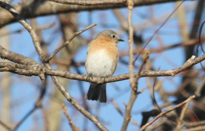 Eastern Bluebird