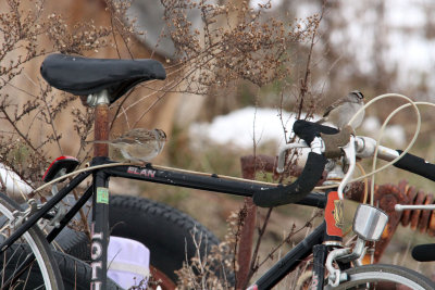 White-crowned Sparrows on bike