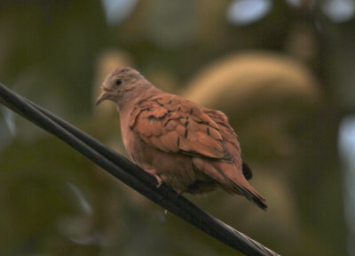 In Managua- Ruddy Ground Dove