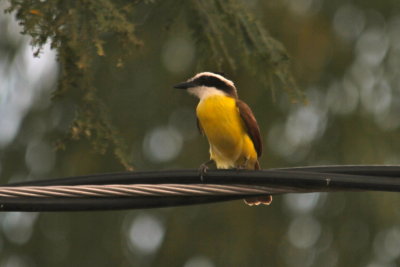   Great Kiskadee