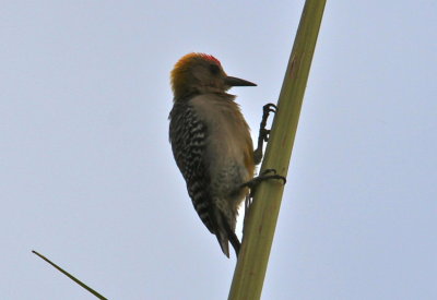 Hoffman's Woodpecker