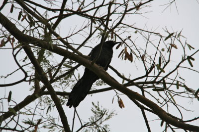 Great-tailed Grackle