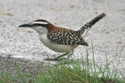 Rufous-naped Wren