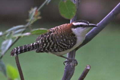 Rufous-naped Wren