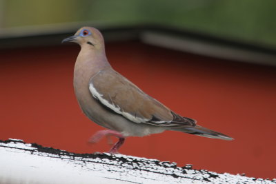 White-winged Dove