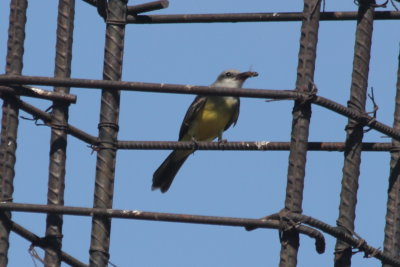Tropical Kingbird with insect snack