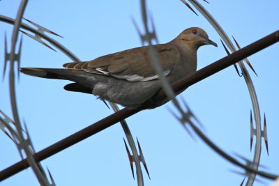 White-winged Dove and razor-wire