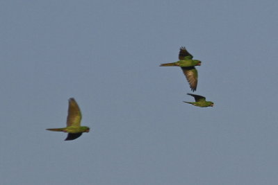 Pacific Parakeets