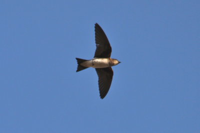 juvenile Cliff Swallow per guide.