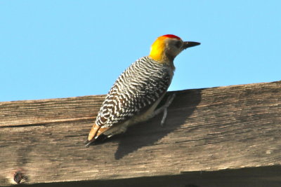 Hoffman's Woodpecker