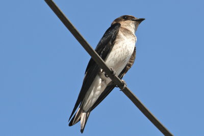 Gray-breasted Martin