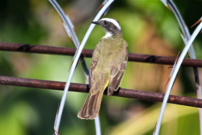 Social Flycatcher- from upstairs balcony