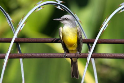 Tropical Kingbird