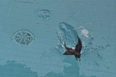 Tropical Kingbird (and Social Flycatcher) were diving into our swimming pool