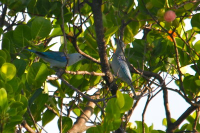 Blue-gray Tanagers