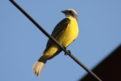   Social Flycatcher