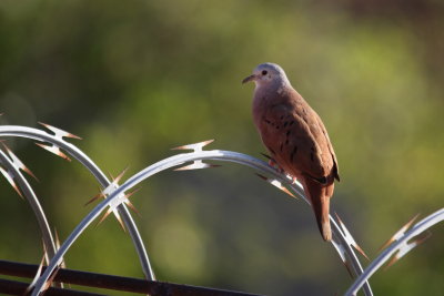 Ruddy Ground Dove (many birds liked to perch on the razor-wire on top of the wall of our courtyard.)