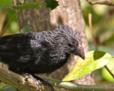 nicaragua_ometepe