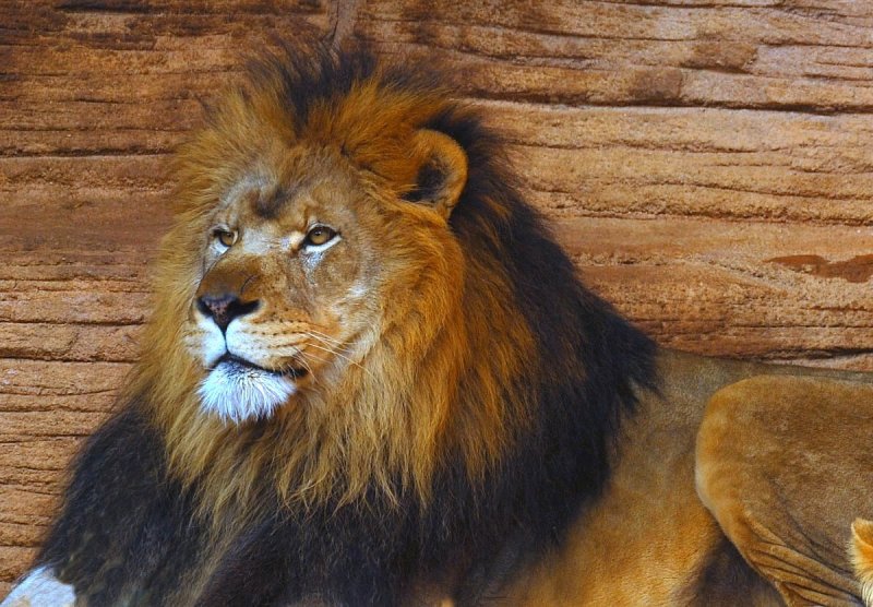 The Majestic King