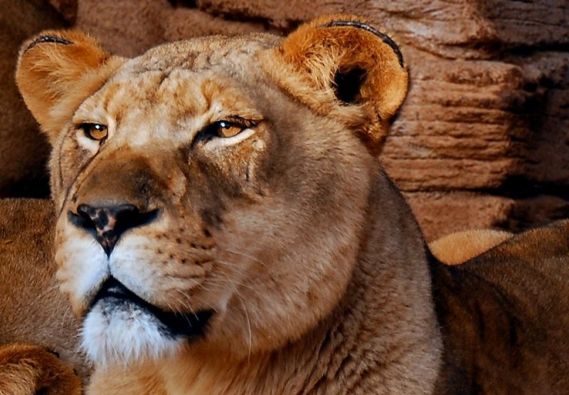Close -up