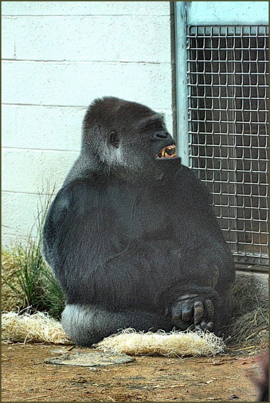 Gorilla2