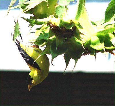 Finch eating upside down
