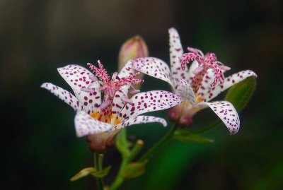 Toad Lilly 2012