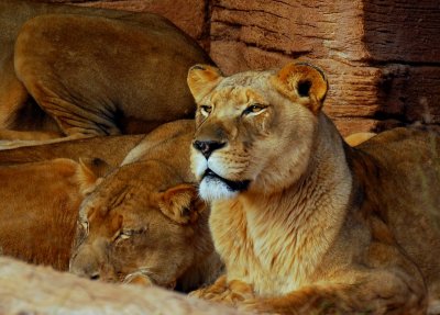 Female Lions