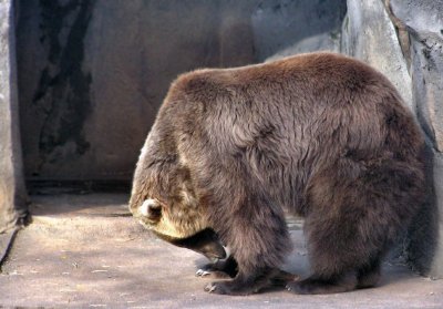 The bear