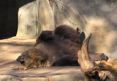 Bear