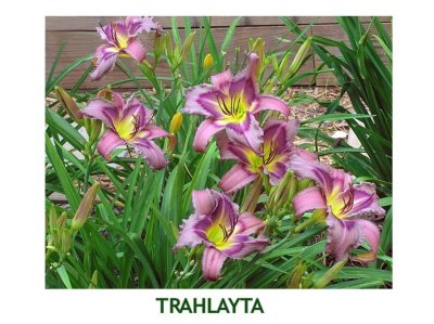 Trahlyta (L) (24-36) (Em) (Re) (Dor) (Dip)