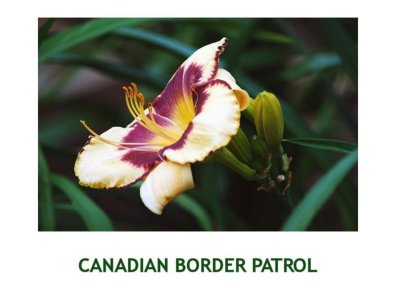 Canadian Border Patrol ~ (L) (24-36) (Ev) (Tet)