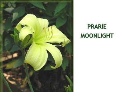 Prairie Moonlight ~ 24-36 (Large) (M) (SEV)